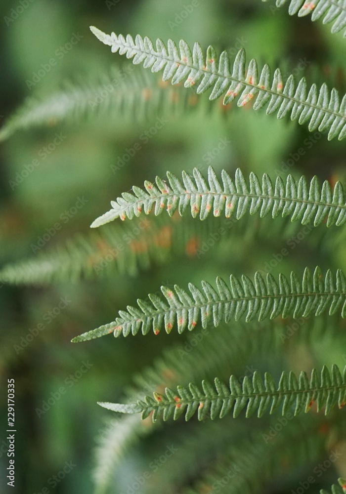 magic ferns magic ferns