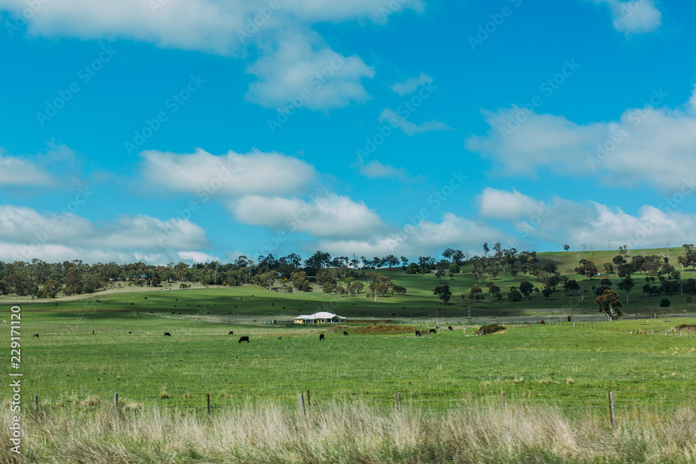 Fototapeta premium landscape with green field and blue sky