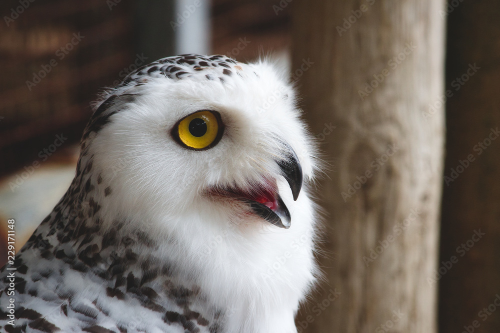 Obraz premium Close-up of a snowy owl (Bubo scandiacus) with big yellow eye and open beak