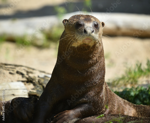 nutria photo