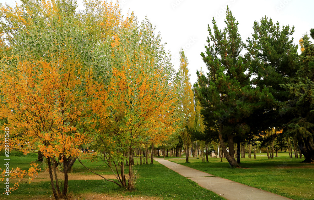 Naklejka premium Walkway in the public garden with beautiful fall foliage in El Calafate, Santa Cruz Province, Patagonia, Argentina