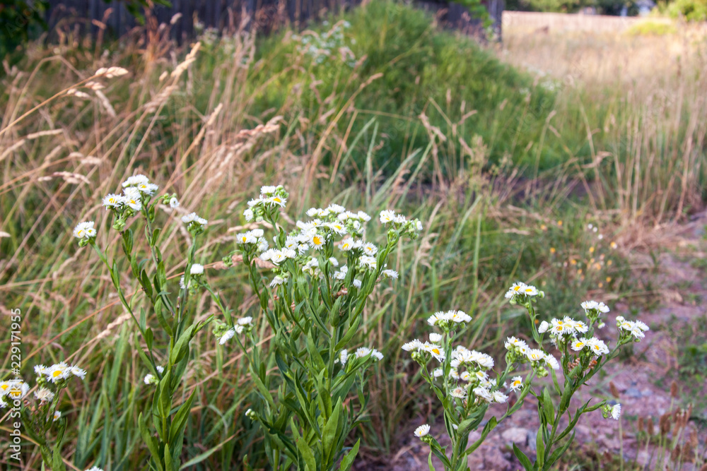 Obraz premium flowers