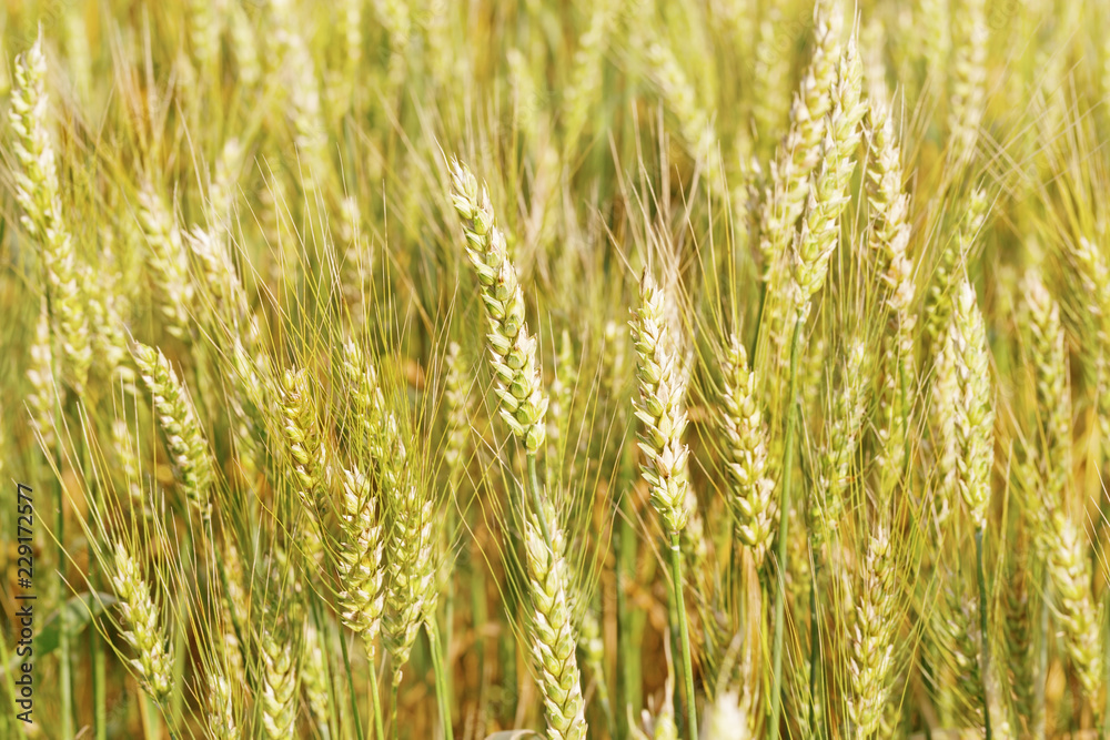 Gold wheat on field in rays of sun. Sunshine and ears of wheat. Rich harvest concept. Gold wheat on field in rays of sun. Sunshine and ears of wheat. Rich harvest concept.