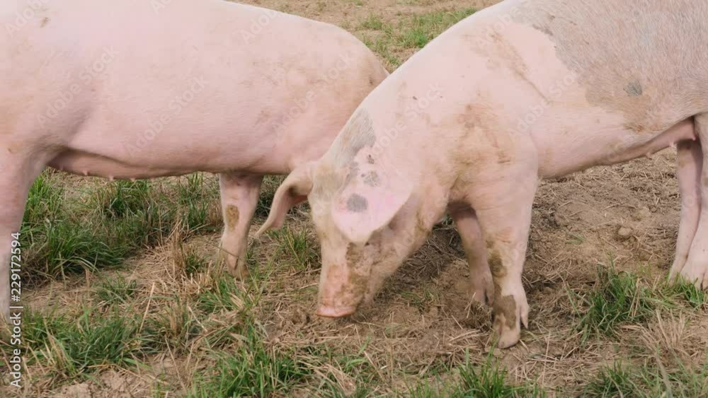 several pigs enjoy their large territory several pigs enjoy their large territory