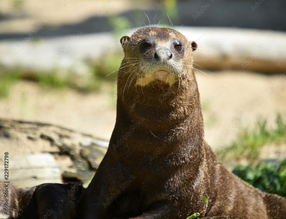 Fototapeta premium nutria