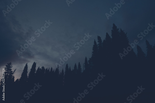 Dark silhouettes of high pines and spruces from below upwards on background of cloudy sunset sky with copy space. Coniferous trees close up in navy blue tones. Eerie atmospheric landscape.