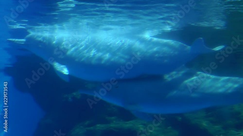 Chinese White Dolphin photo