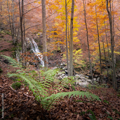 Autumn leaves and beech trees in an italian forest. Corno alle Scale, Dardagna, Bologna, Italy photo