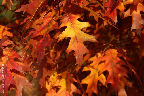 Scarlet Oak  Cropped Shot. Close Up Of Pin Oak. Red Leaves. Cropped Shot Of Autumn Tree. Autumn Nature Background. Colorful Background Of Natural Autumn Foliage. 
