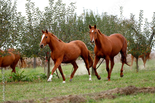 Peaceful idyllic landscape with young chestnut mares on the hill