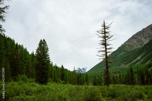 Two coniferous trees on background of snowy mountain. Dead and living trees in forest in overcast weather. Highland atmospheric landscape.