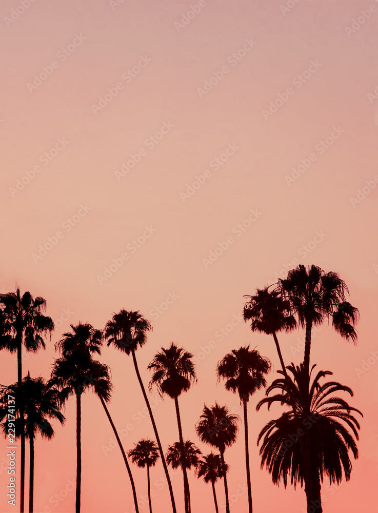 Tropical Background Image With Copy Space of Palm Trees Silhouetted at Sunset
