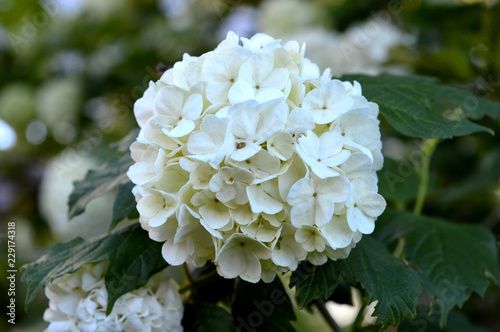 white flower in garden