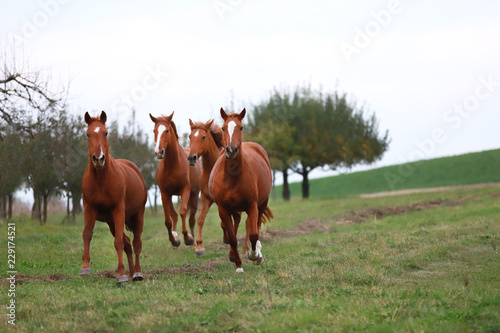 Peaceful idyllic landscape with young chestnut mares on the hill