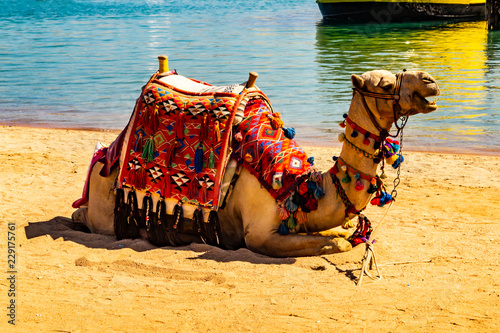 Resting camel on sand beach. Sharm-el-Sheikh, Egypt