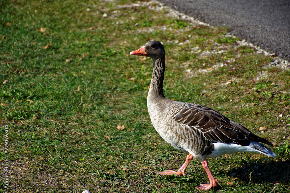 an important arrogant goose on the road an important arrogant goose on the road