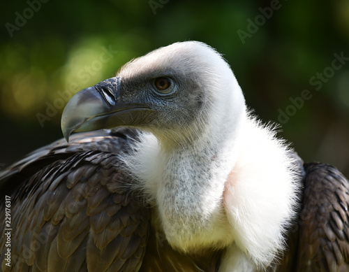 buitre leonado photo