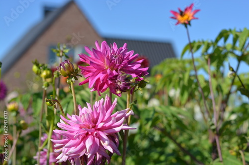 Fototapeta Naklejka Na Ścianę i Meble -  Bright pink Dahlias in a Dahlia field