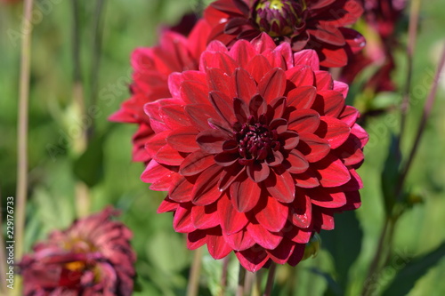 Fototapeta Naklejka Na Ścianę i Meble -  Dark red Dahlias in a Dahlia field