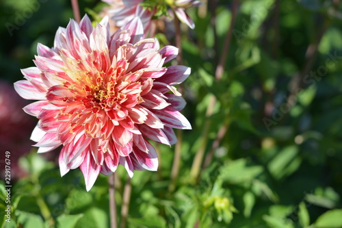 Fototapeta Naklejka Na Ścianę i Meble -  Light pink Dahlias in a field with other Dahlias