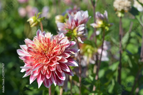 Fototapeta Naklejka Na Ścianę i Meble -  Light pink Dahlias in a field with other Dahlias
