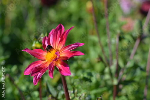Fototapeta Naklejka Na Ścianę i Meble -  A small pink Dahlia with a bee on it