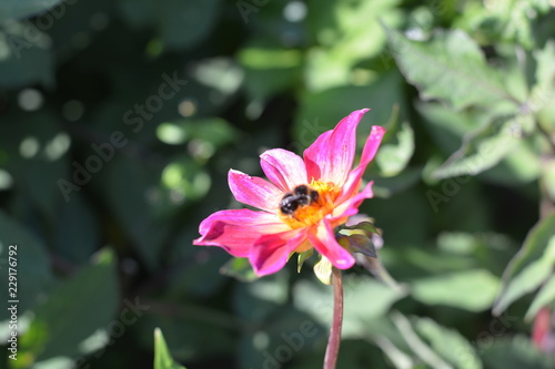 Fototapeta Naklejka Na Ścianę i Meble -  A small pink Dahlia with a bee on it
