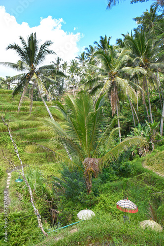 Wallpaper Mural bali indonésie rizieres de tegallalang Torontodigital.ca