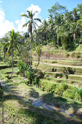 bali indonésie rizieres de tegallalang