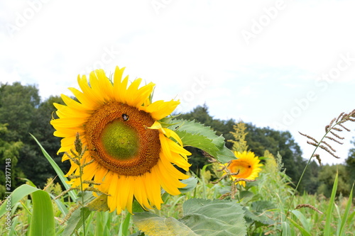 Fototapeta Naklejka Na Ścianę i Meble -  A sunflower in a field with a bee on it