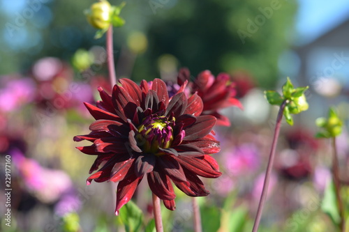 Fototapeta Naklejka Na Ścianę i Meble -  Dark red Dahlias in a Dahlia field