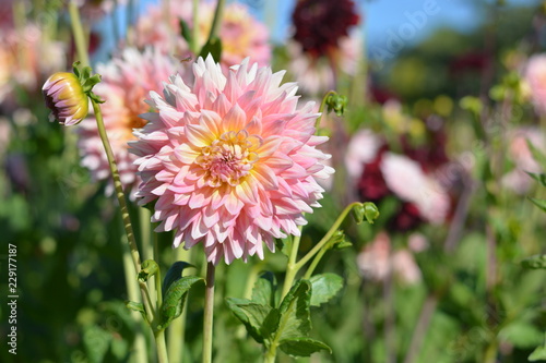 Fototapeta Naklejka Na Ścianę i Meble -  Light pink Dahlias in a field with other Dahlias