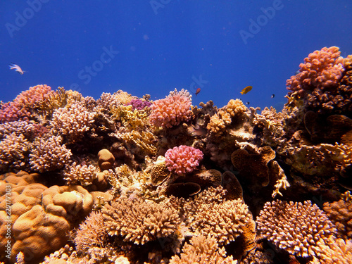 coral and tropical fish