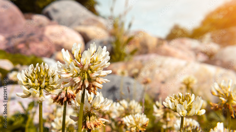 Flowers of a white clover in the rays of the setting sun on a blurry background of stones Flowers of a white clover in the rays of the setting sun on a blurry background of stones