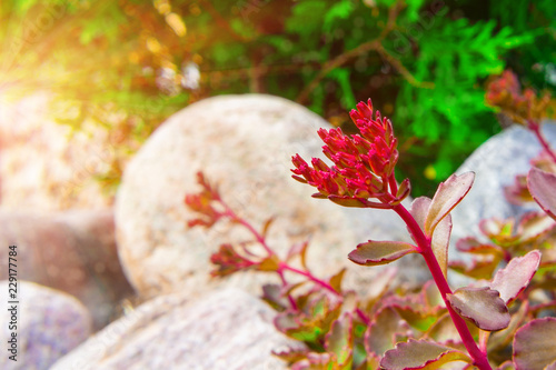 Sedum spurium on the rock garden on the background of stones photo