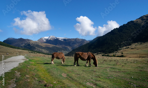 Vacas y caballos pasan el verano y parte del oto  o en los prados de alta monta  a hasta que llegan las primeras nevadas Val de Aran  Catalu  a  Espa  a.