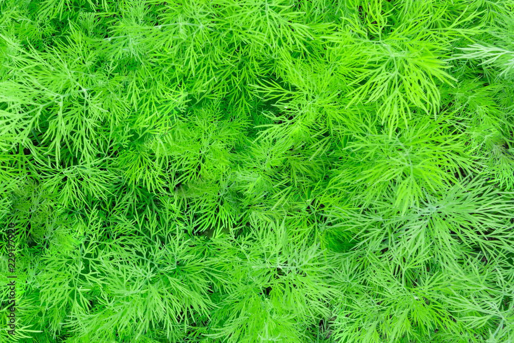 Green dill in the garden, texture