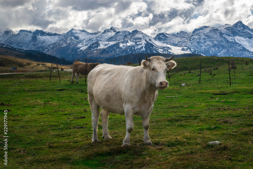 Vacas y caballos pasan el verano y parte del otoño en los prados de alta montaña hasta que llegan las primeras nevadas Val de Aran, Cataluña, España.