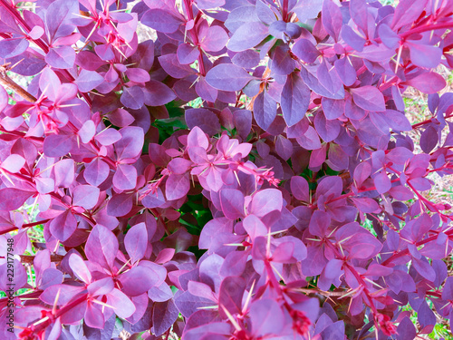 Bush red barberry close-up  top view  texture