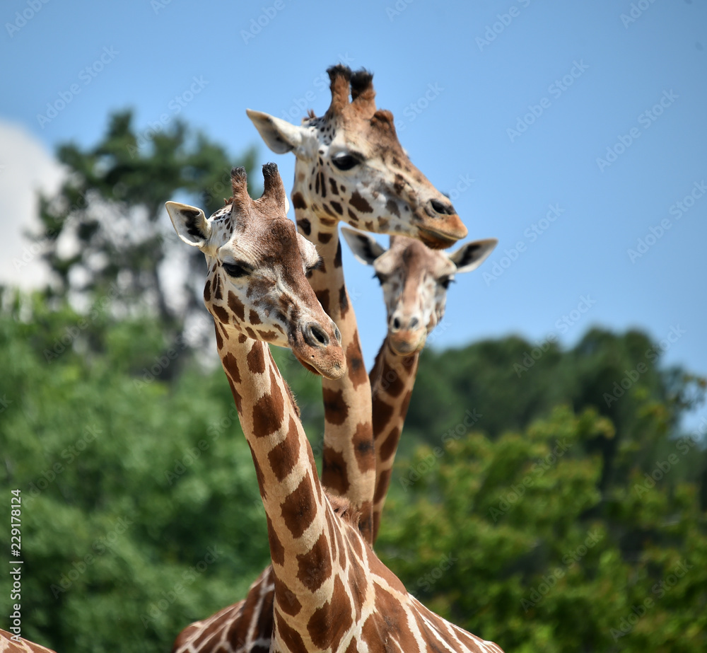 Fototapeta premium jirafa