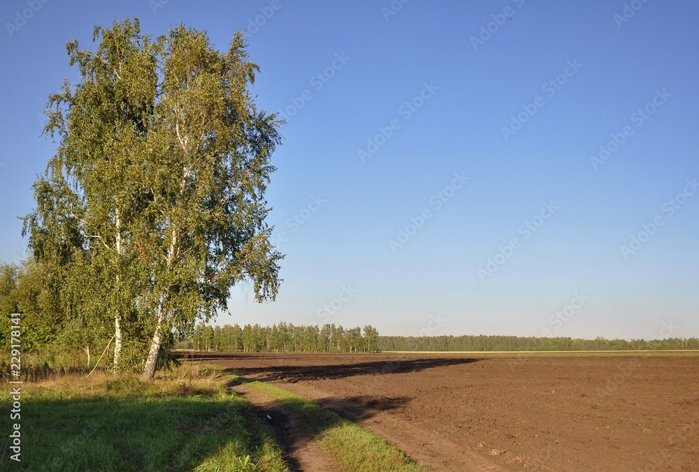 Obraz premium Русское поле