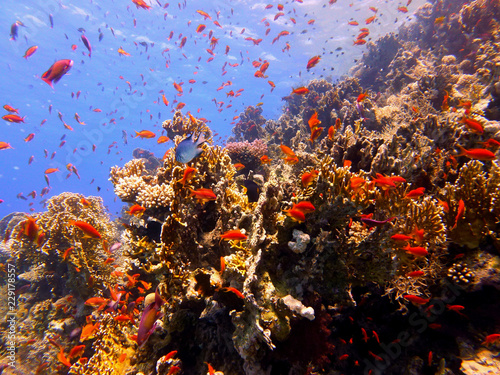 fish in red sea
