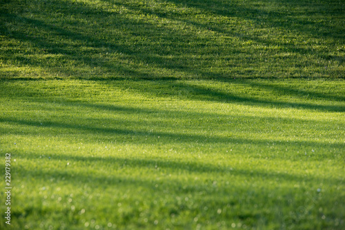 Shadow and sunlight on the lawn, Green field