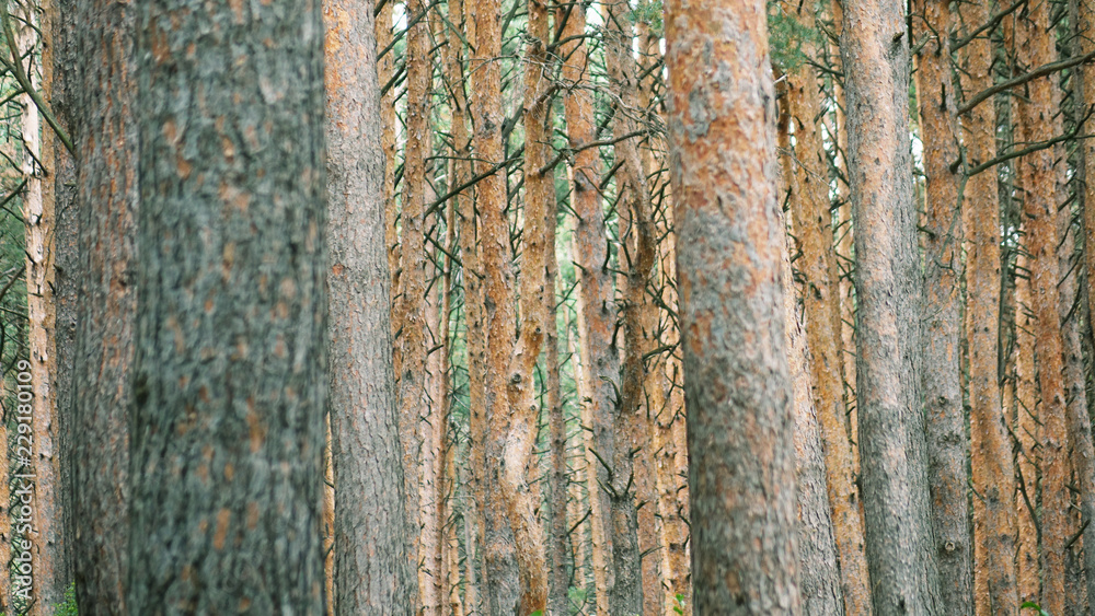 Pine forest in the evening light.