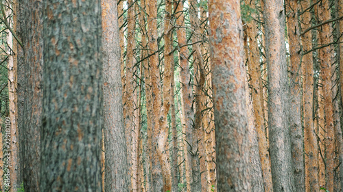 Obraz na płótnie Pine forest in the evening light. w salonie
