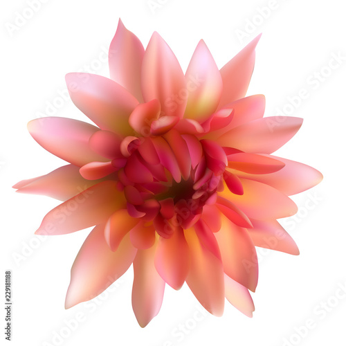 Floral background. Dahlia. Flower. Isolated. Pink. Petals.