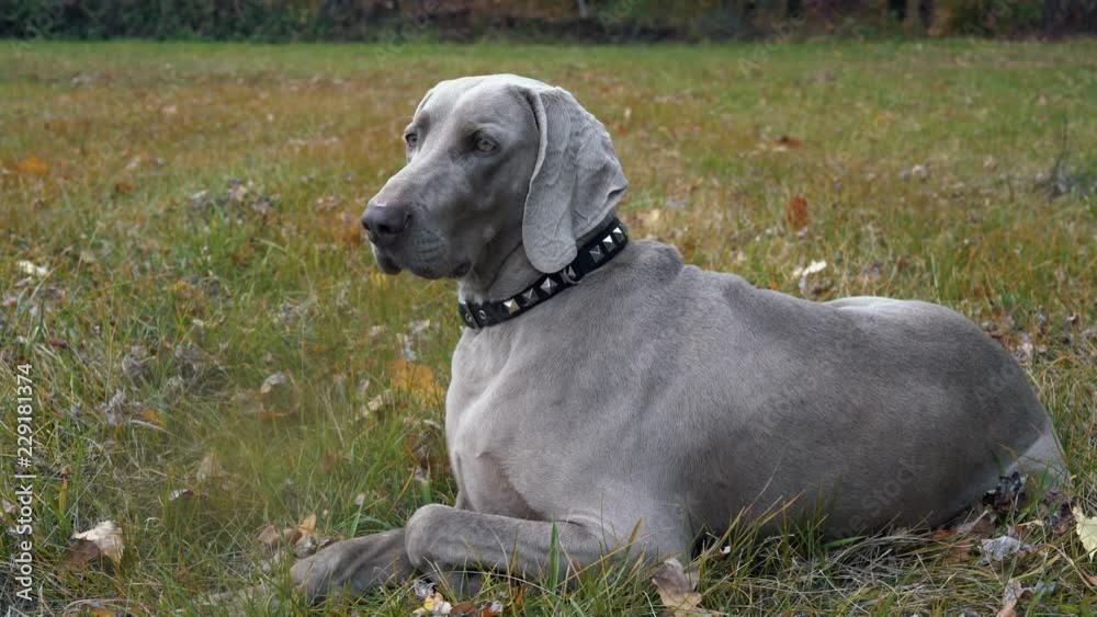 dog Weimaraner portrait on the green grass summer background dog Weimaraner portrait on the green grass summer background