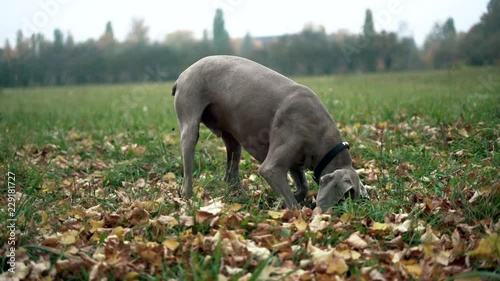 A hunting dog breed Weimaraner (Silver ghost) digging a hole in the ground in field