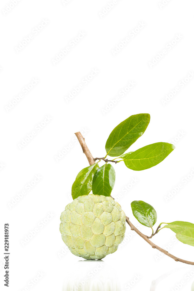 Custard apple isolated on white background with stem and leaves Custard apple isolated on white background with stem and leaves