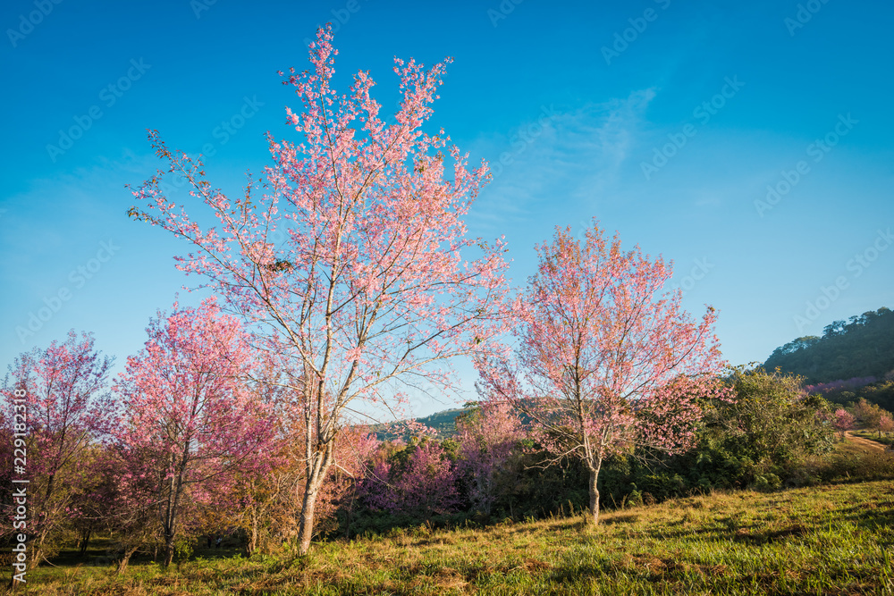 Wild himalayan cherry in sunshine day on top of mountain Wild himalayan cherry in sunshine day on top of mountain